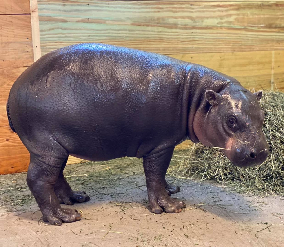 Hippo Cufflinks--Nature Animal African Safari Zoo Wildlife Hippopotamus